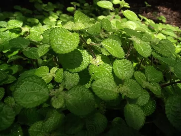 Pilea nummularifolia