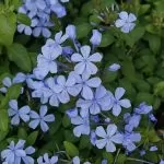 Plumbago