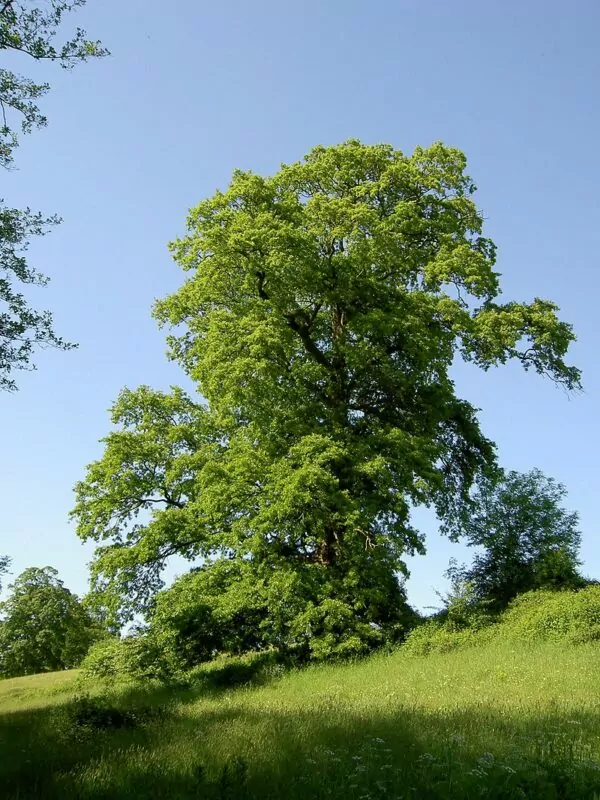 Cerro- Quercus cerris