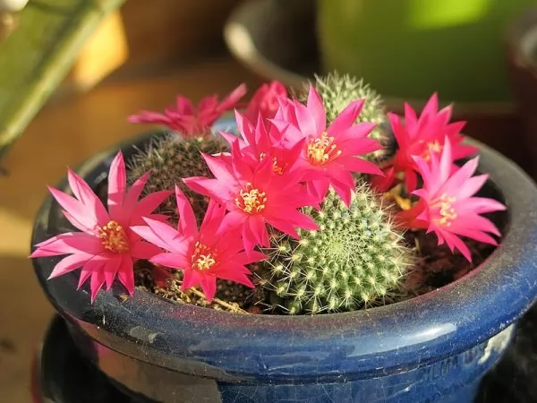 Rebutia minuscula