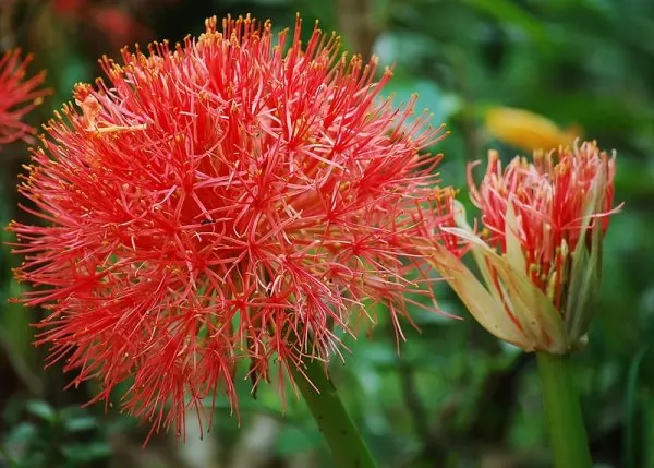 coltivazione scadoxus