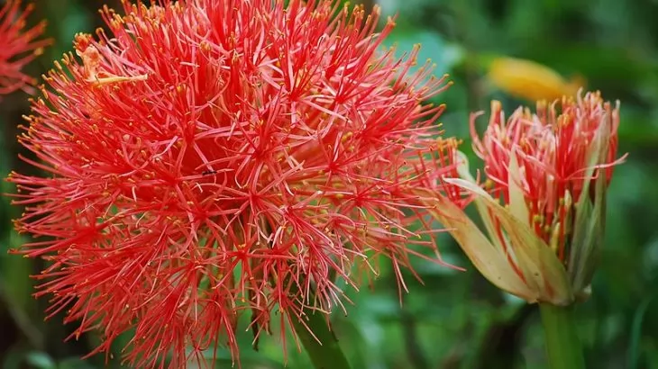 coltivazione scadoxus