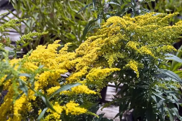 Coltivazione Solidago Crown of Rays