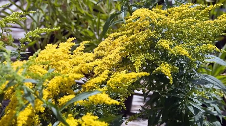 Coltivazione Solidago Crown of Rays