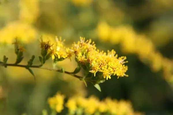 Coltivazione Solidago rugosa Fireworks