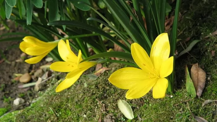 sternbergia