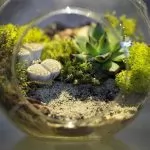 Il terrarium caratteristiche e vantaggi