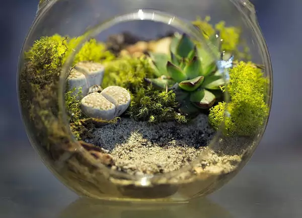 Terrarium_small