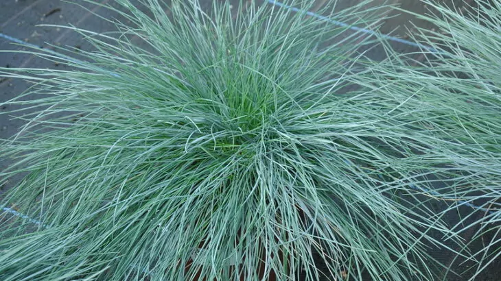 Festuca glauca