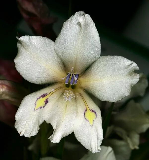 Gladiolus rudis