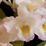 Orchidea Dendrobium Nobile