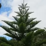 Araucaria heterophylla (Pino di Norfolk)