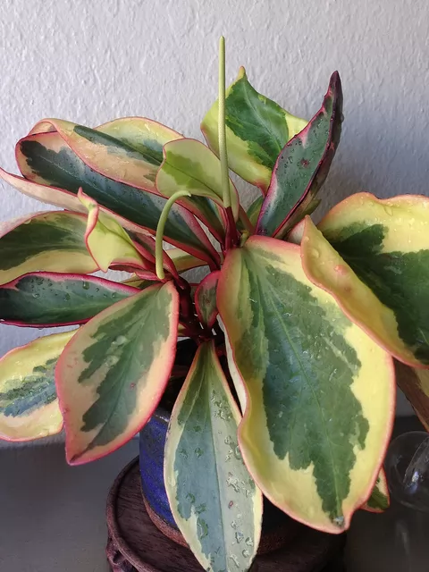 Peperomia clusiifolia 