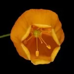 Sandersonia (Sandersonia aurantiaca)