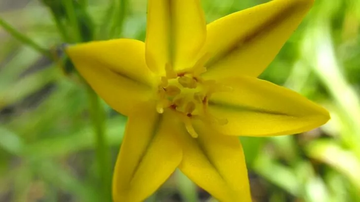 Triteleia ixioides