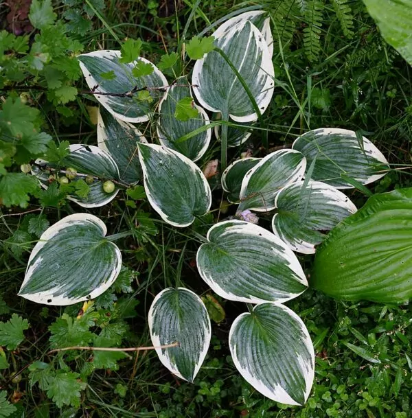 Hosta 'El Niño'