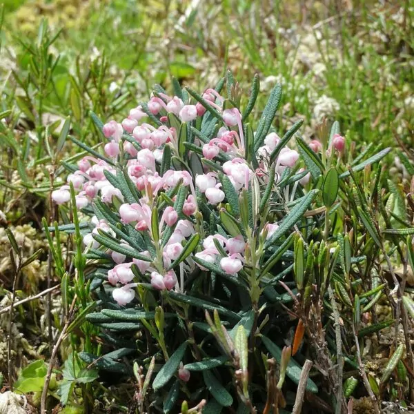 Andromeda polifolia