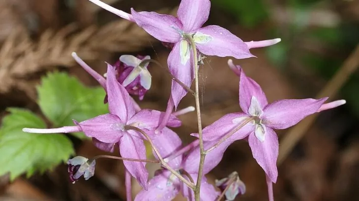 Epimedium