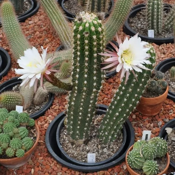 Echinopsis candicans 