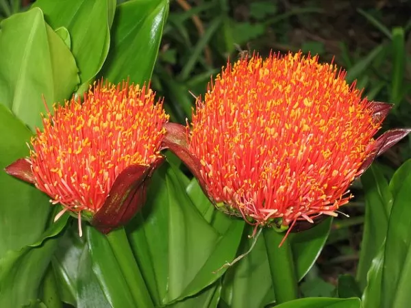 coltivazione specie Scadoxus puniceus