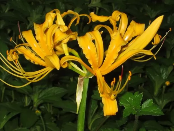  lycoris aurea