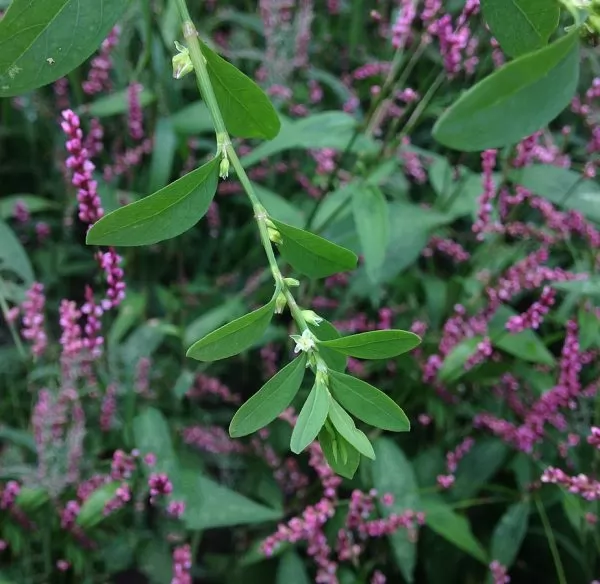 Polygonum