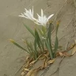 Pancratium