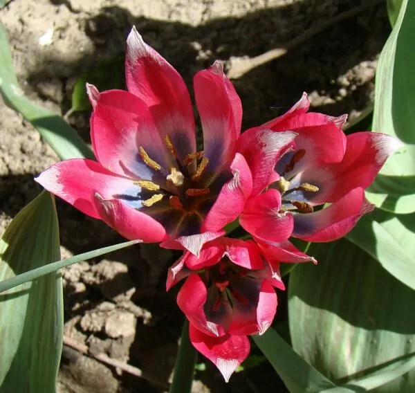 Tulipani specie o botanici
