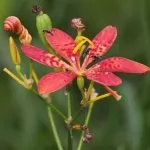 Iris domestica o Belamcanda chinensis