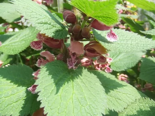 Lamium orvala