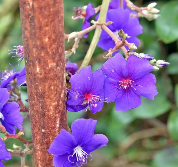 Tibouchina heteromalla-