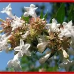 Abelia chinensis