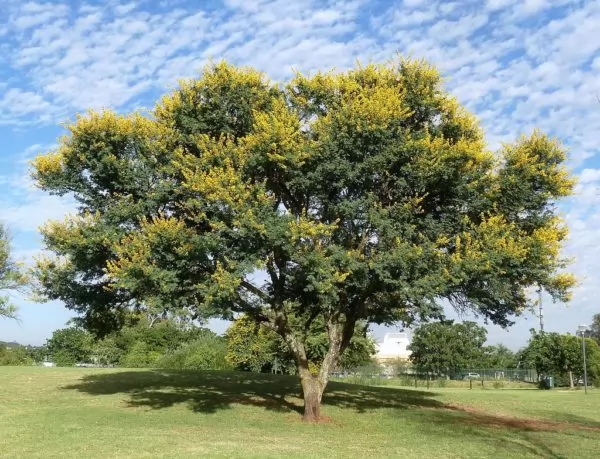 Imponente Acacia karroo