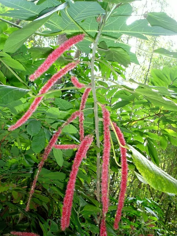  Acalypha sanderi