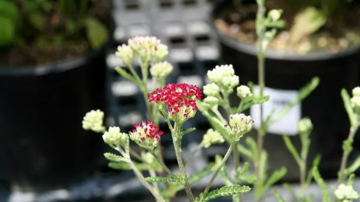 Achillea millefolium Summerwine