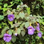 Achimenes