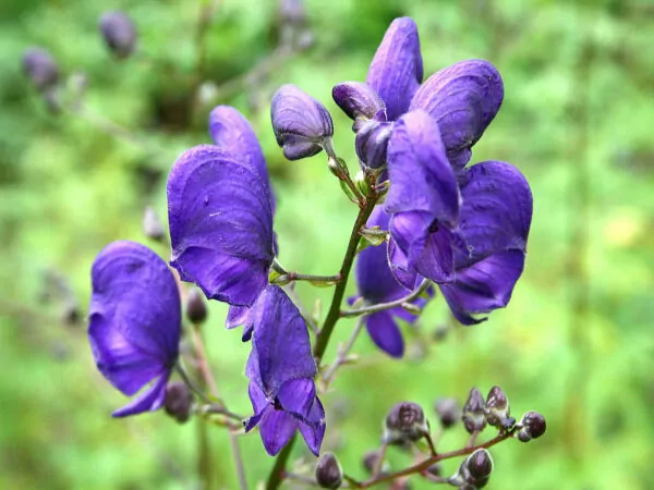 Aconitum napellus-Aconito napello