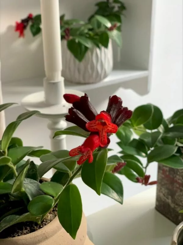 Aeschynanthus ibrido rosso