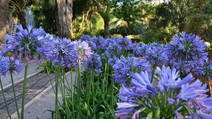 Agapanthus africanus