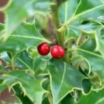 Agrifoglio (Ilex aquifolium)
