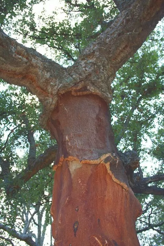Sughera - Quercia da Sughero - Quercus suber