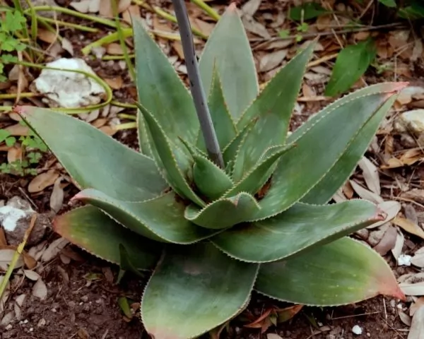 Aloe striata