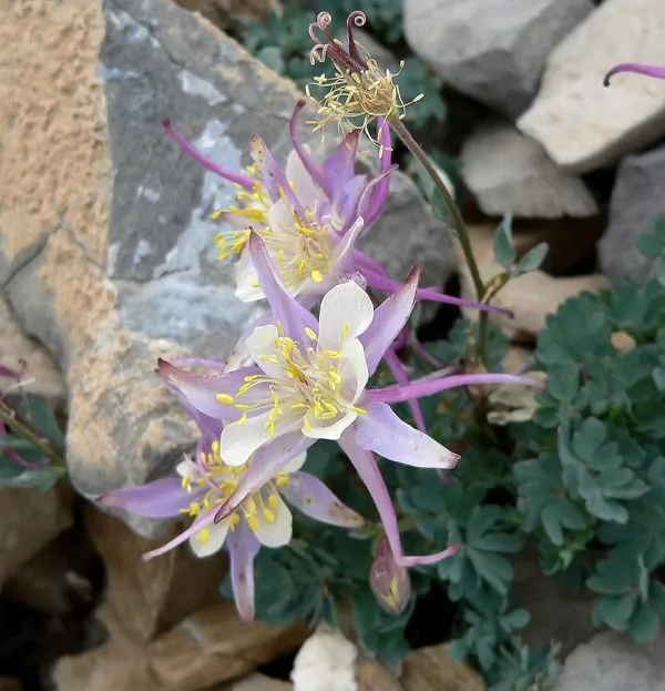 Aquilegia scopulorum