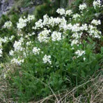 Arabis