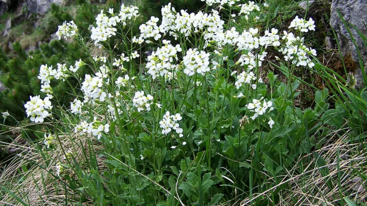 Arabis