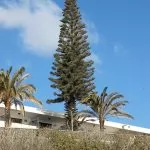 Araucaria