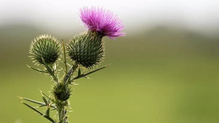 Bardana(Arctium lappa)