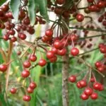 Ardisia crenata