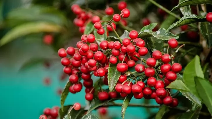 Ardisia crenata