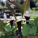 Arisaema